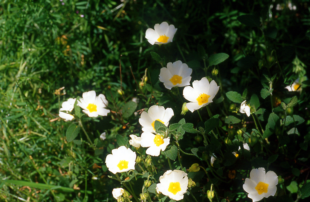 Cistus salvifolius Cistus Salvifolius