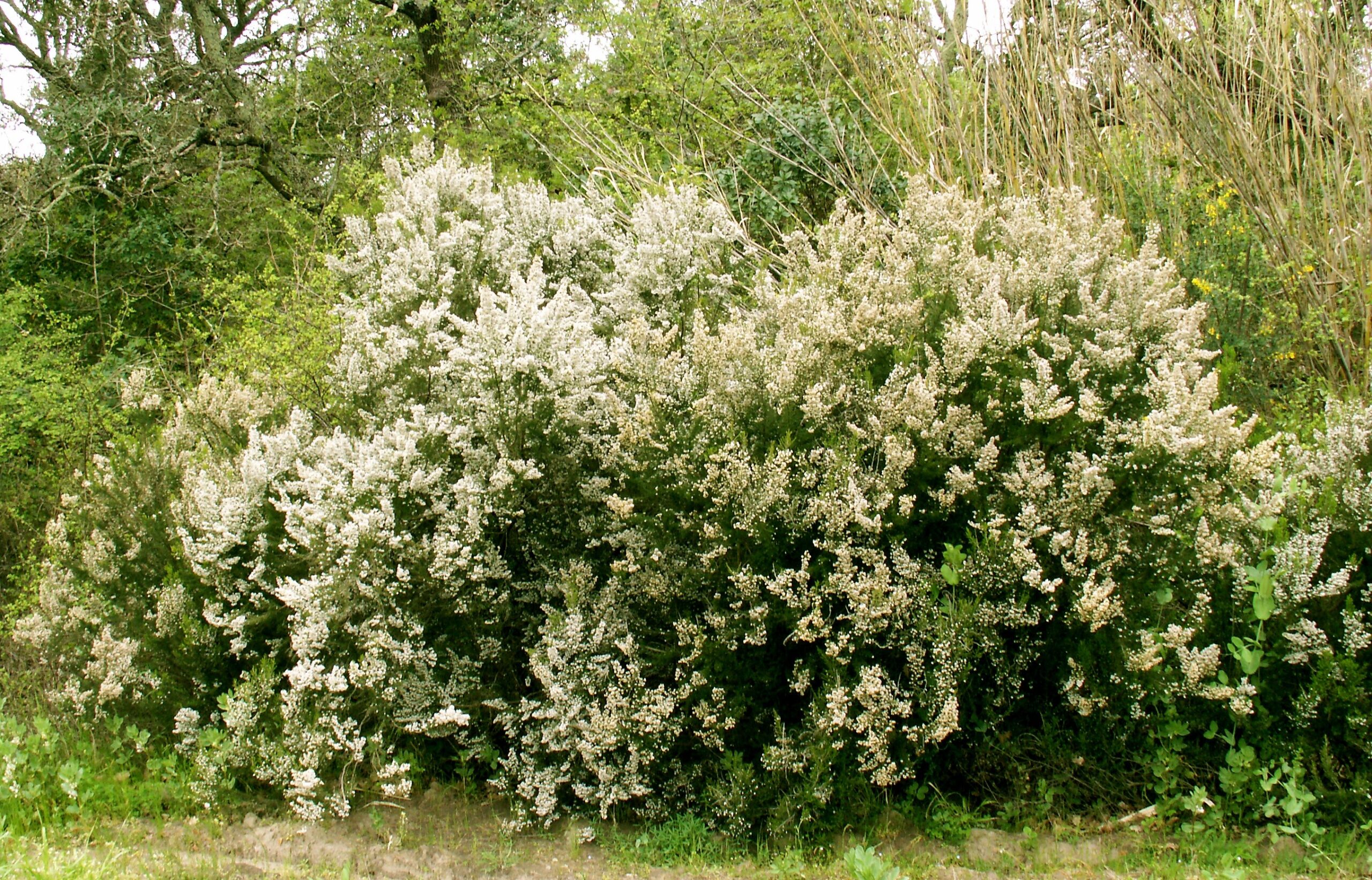 Erica Arborea Erica arborea