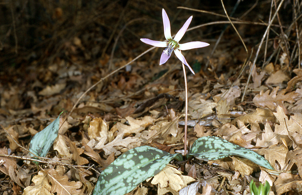 Erythronium dens-canis Erythronium dens-canis