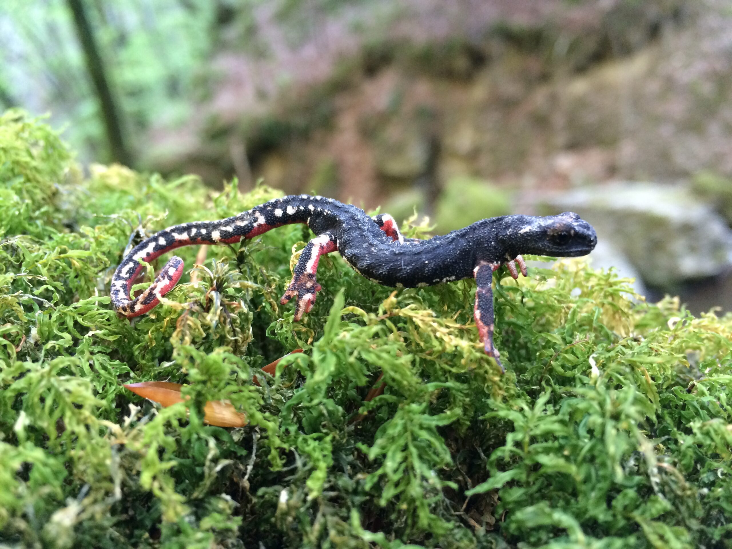 Salamandrina dagli occhiali Salamandrina dagli occhiali